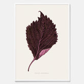 Vintageposter som föreställer en illustration av röd bladmynta (Perilla nankinensis)