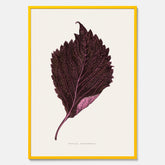 Vintageposter som föreställer en illustration av röd bladmynta (Perilla nankinensis)