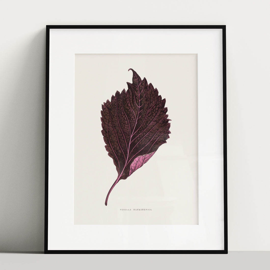 Vintageposter som föreställer en illustration av röd bladmynta (Perilla nankinensis)