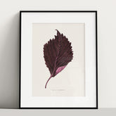 Vintageposter som föreställer en illustration av röd bladmynta (Perilla nankinensis)