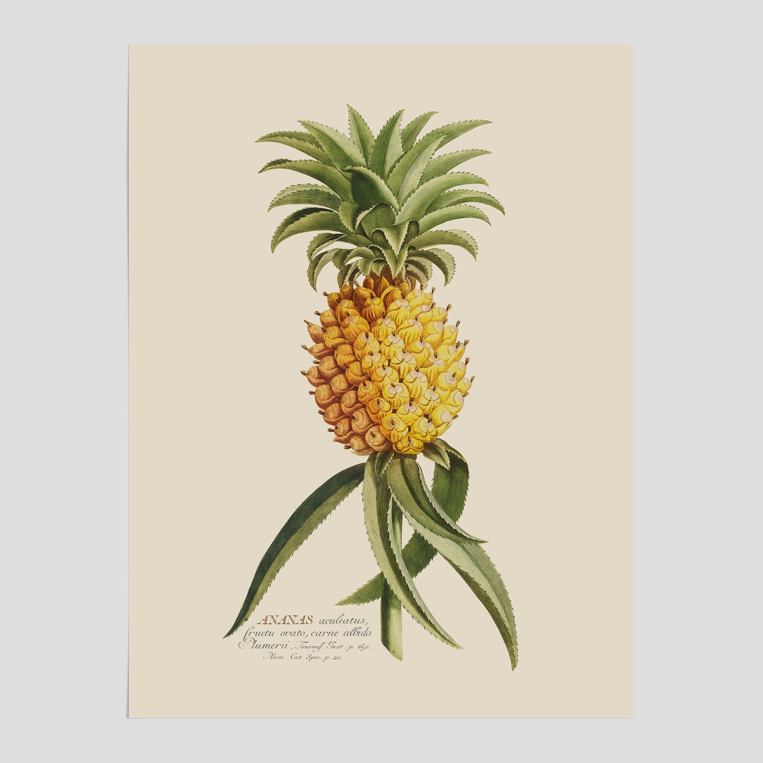 Kökstavla med en Ananas Poster – Plansch till köket, Skolposter, köksposter, tavla till kök, poster till kök