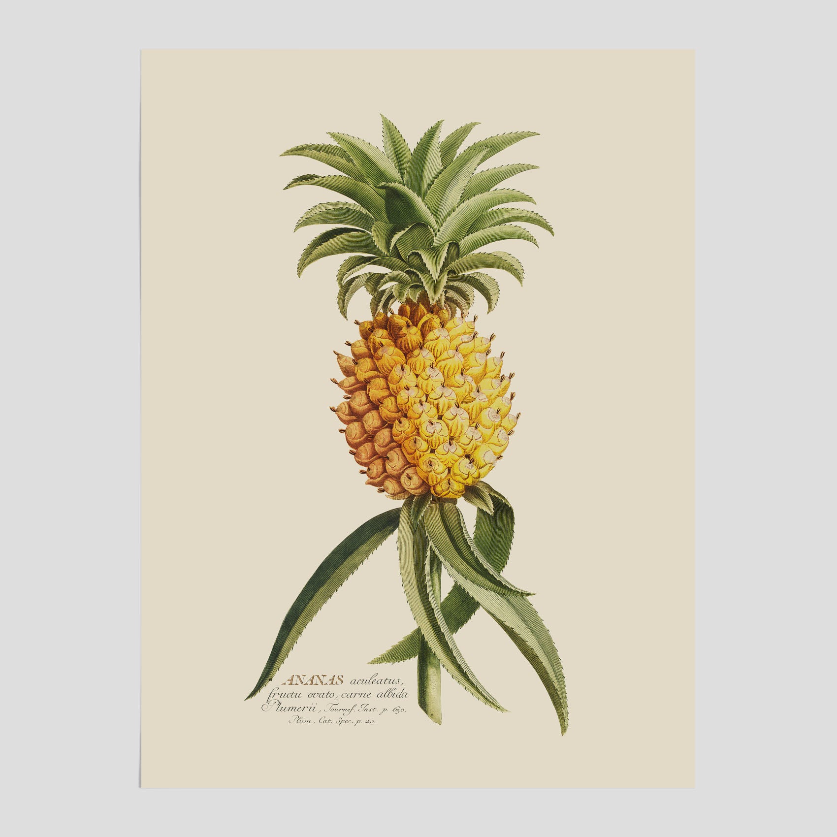 Kökstavla med en Ananas Poster – Plansch till köket, Skolposter, köksposter, tavla till kök, poster till kök