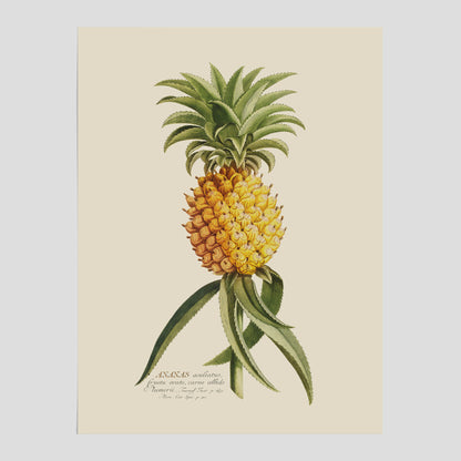 Kökstavla med en Ananas Poster – Plansch till köket, Skolposter, köksposter, tavla till kök, poster till kök