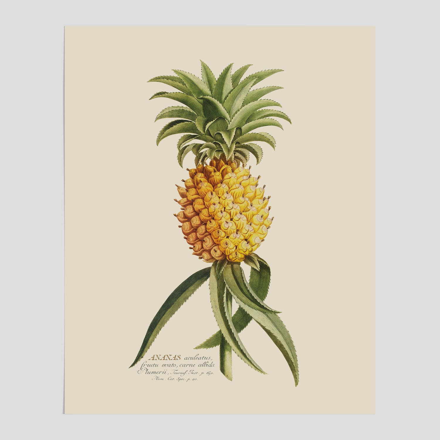 Kökstavla med en Ananas Poster – Plansch till köket, Skolposter, köksposter, tavla till kök, poster till kök