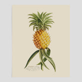 Kökstavla med en Ananas Poster – Plansch till köket, Skolposter, köksposter, tavla till kök, poster till kök