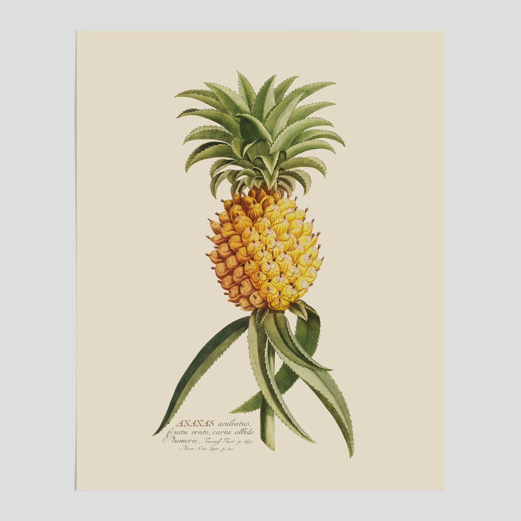 Kökstavla med en Ananas Poster – Plansch till köket, Skolposter, köksposter, tavla till kök, poster till kök