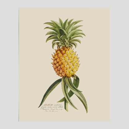 Kökstavla med en Ananas Poster – Plansch till köket, Skolposter, köksposter, tavla till kök, poster till kök