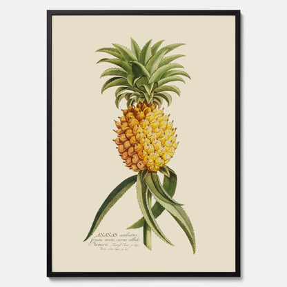 Kökstavla med en Ananas Poster – Plansch till köket, Skolposter, köksposter, tavla till kök, poster till kök