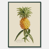 Kökstavla med en Ananas Poster – Plansch till köket, Skolposter, köksposter, tavla till kök, poster till kök