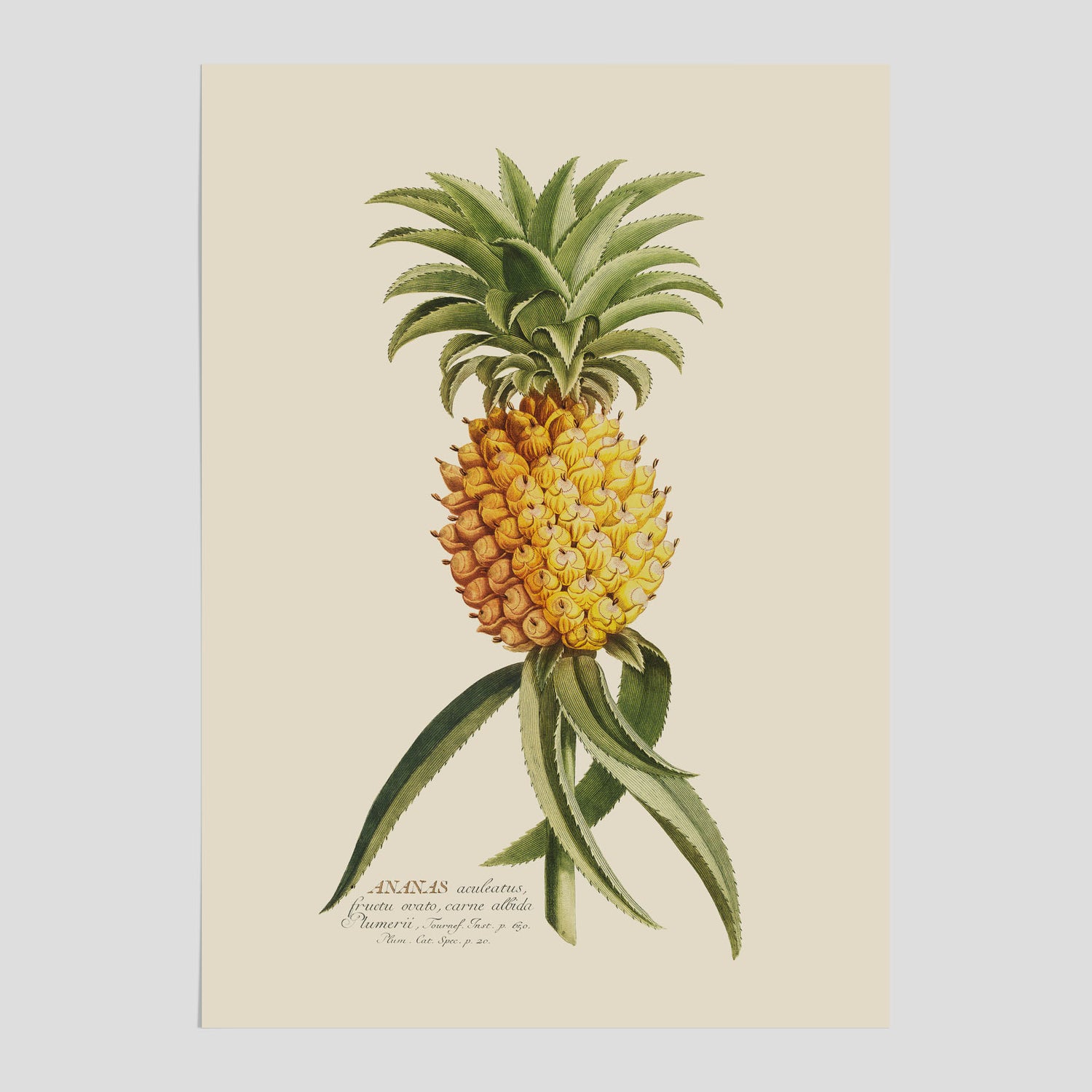 Kökstavla med en Ananas Poster – Plansch till köket, Skolposter, köksposter, tavla till kök, poster till kök