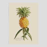 Kökstavla med en Ananas Poster – Plansch till köket, Skolposter, köksposter, tavla till kök, poster till kök