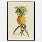 Kökstavla med en Ananas Poster – Plansch till köket, Skolposter, köksposter, tavla till kök, poster till kök