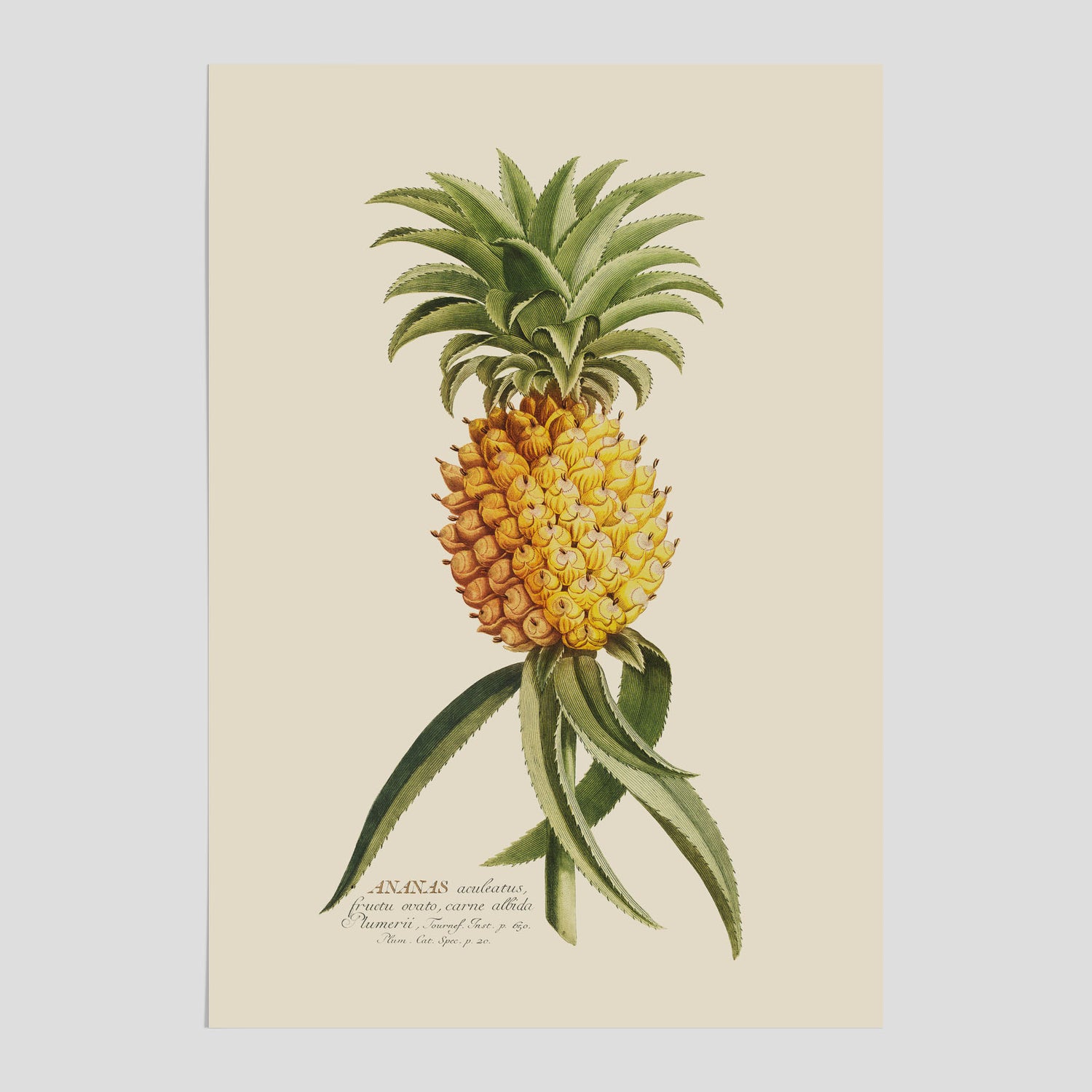 Kökstavla med en Ananas Poster – Plansch till köket, Skolposter, köksposter, tavla till kök, poster till kök