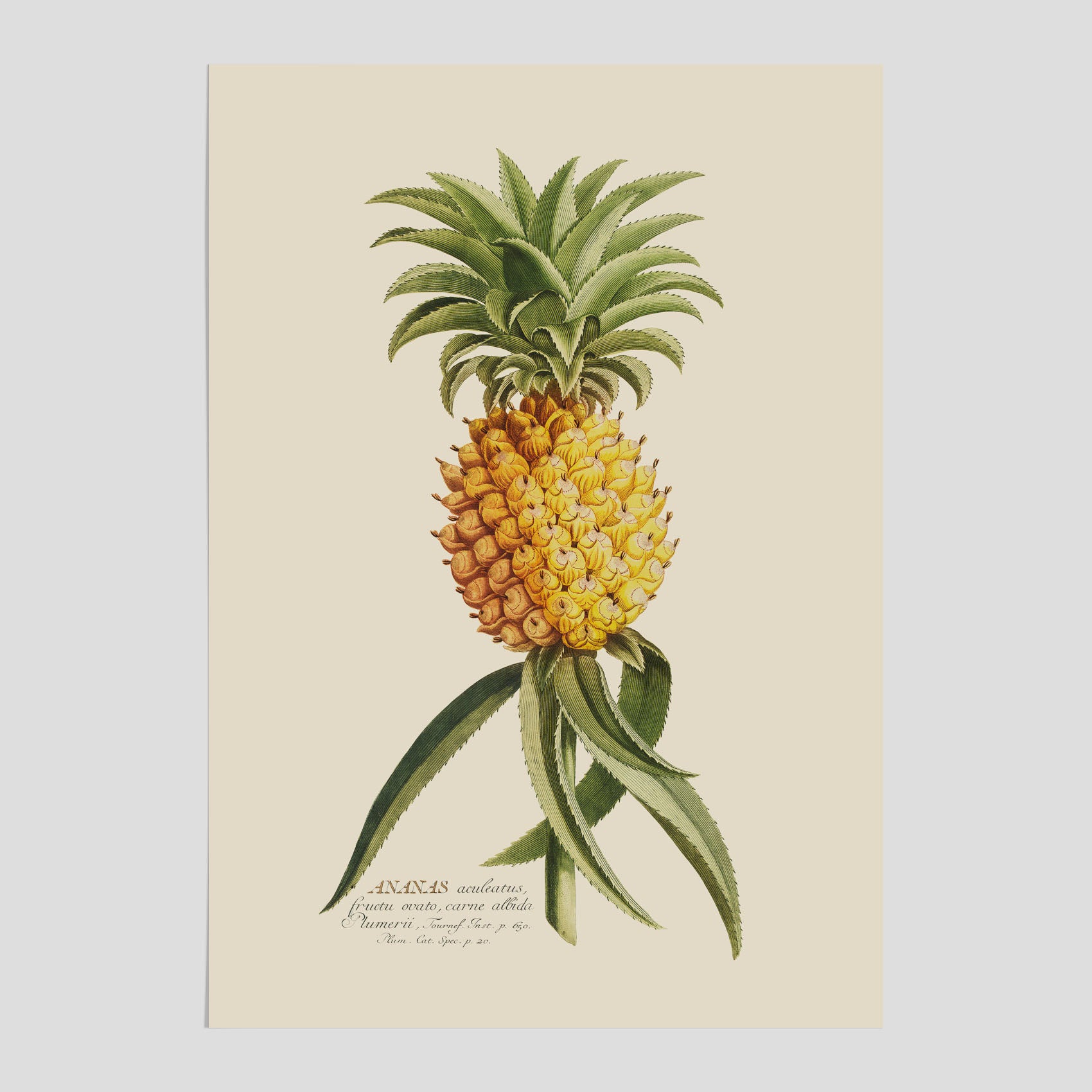 Kökstavla med en Ananas Poster – Plansch till köket, Skolposter, köksposter, tavla till kök, poster till kök