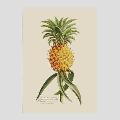 Kökstavla med en Ananas Poster – Plansch till köket, Skolposter, köksposter, tavla till kök, poster till kök