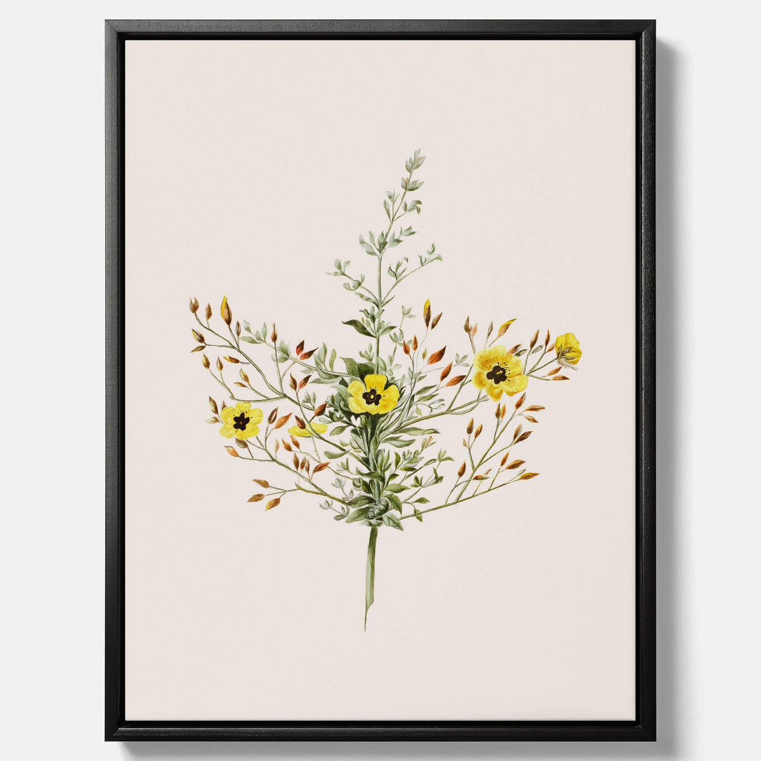 Vintageprint på canvas med en botanisk illustration föreställande nejlikglim, även kallad &