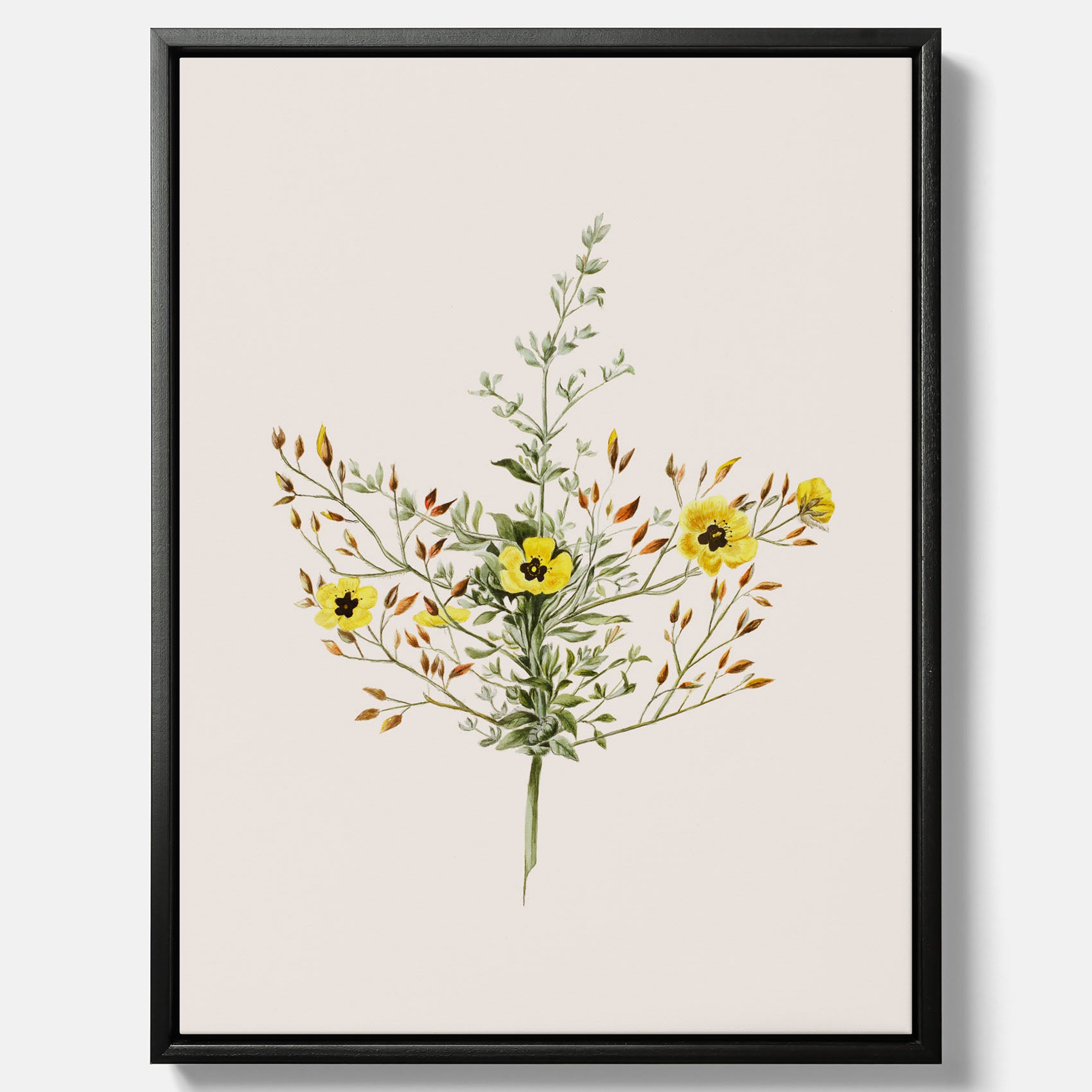 Vintageprint på canvas med en botanisk illustration föreställande nejlikglim, även kallad &