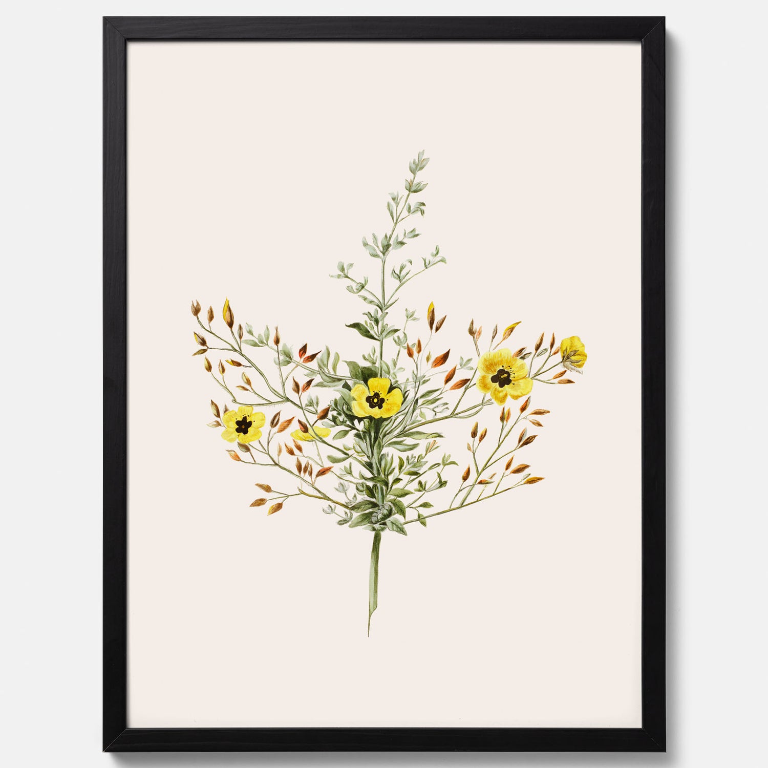 Vintageposter med en botanisk illustration föreställande nejlikglim, även kallad &