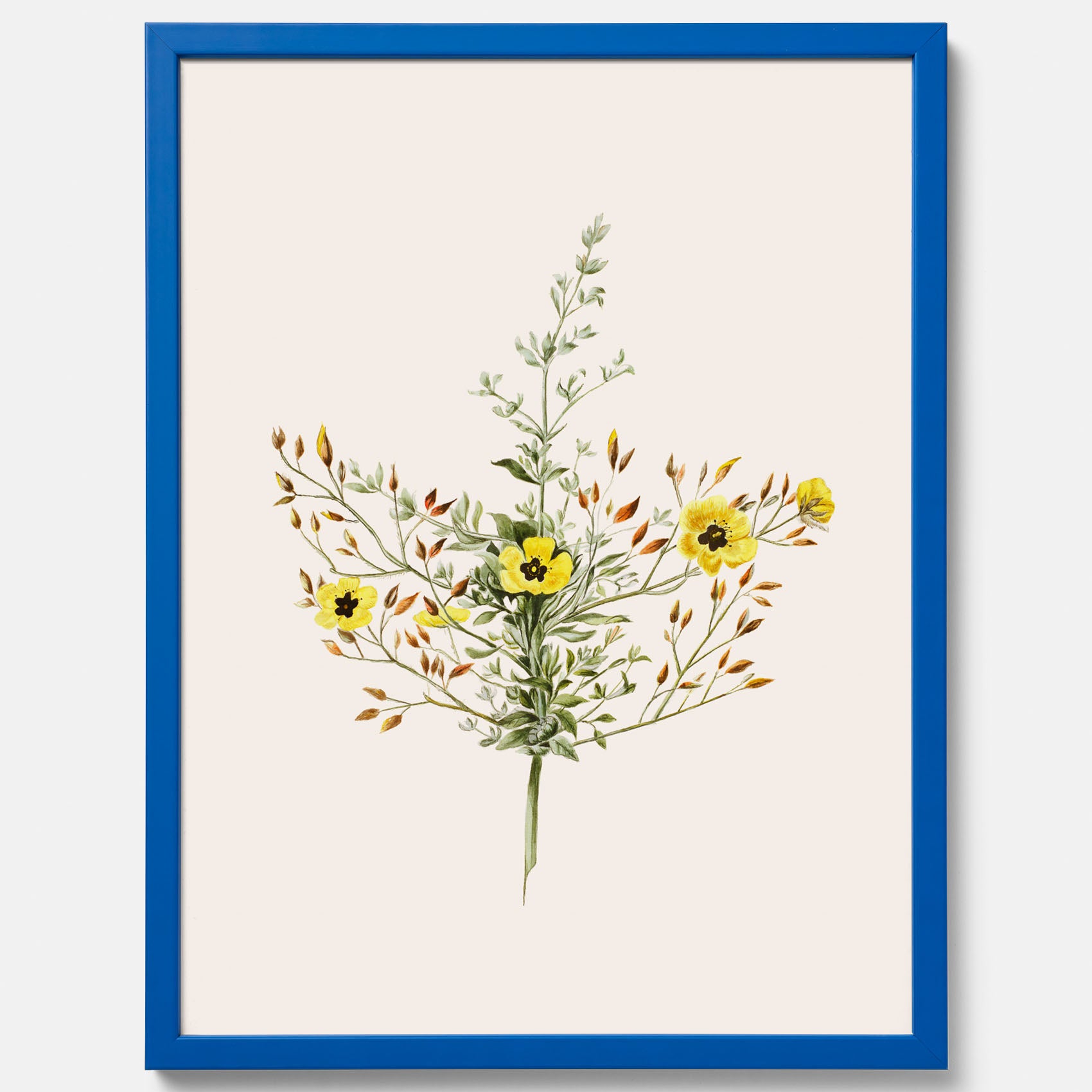 Vintageposter med en botanisk illustration föreställande nejlikglim, även kallad &