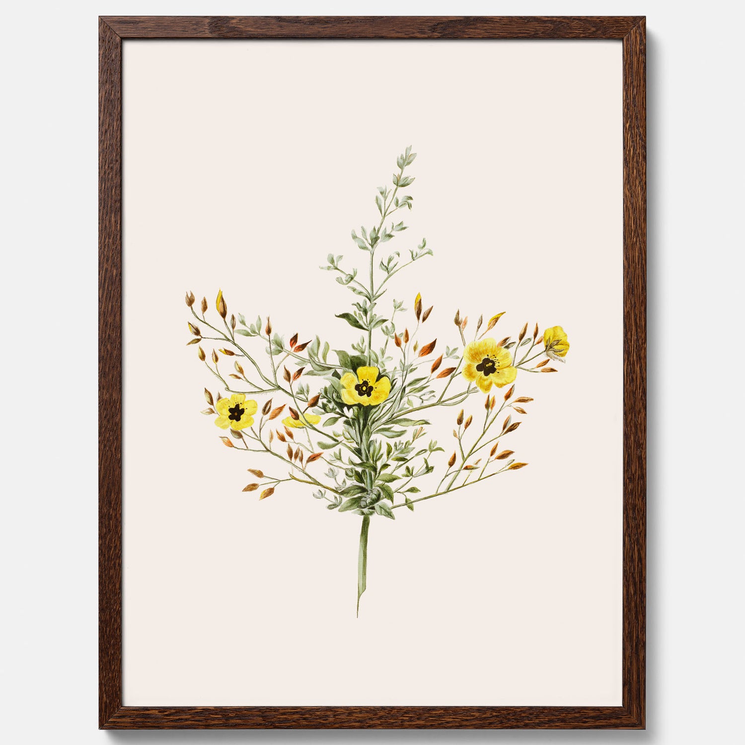 Vintageposter med en botanisk illustration föreställande nejlikglim, även kallad &