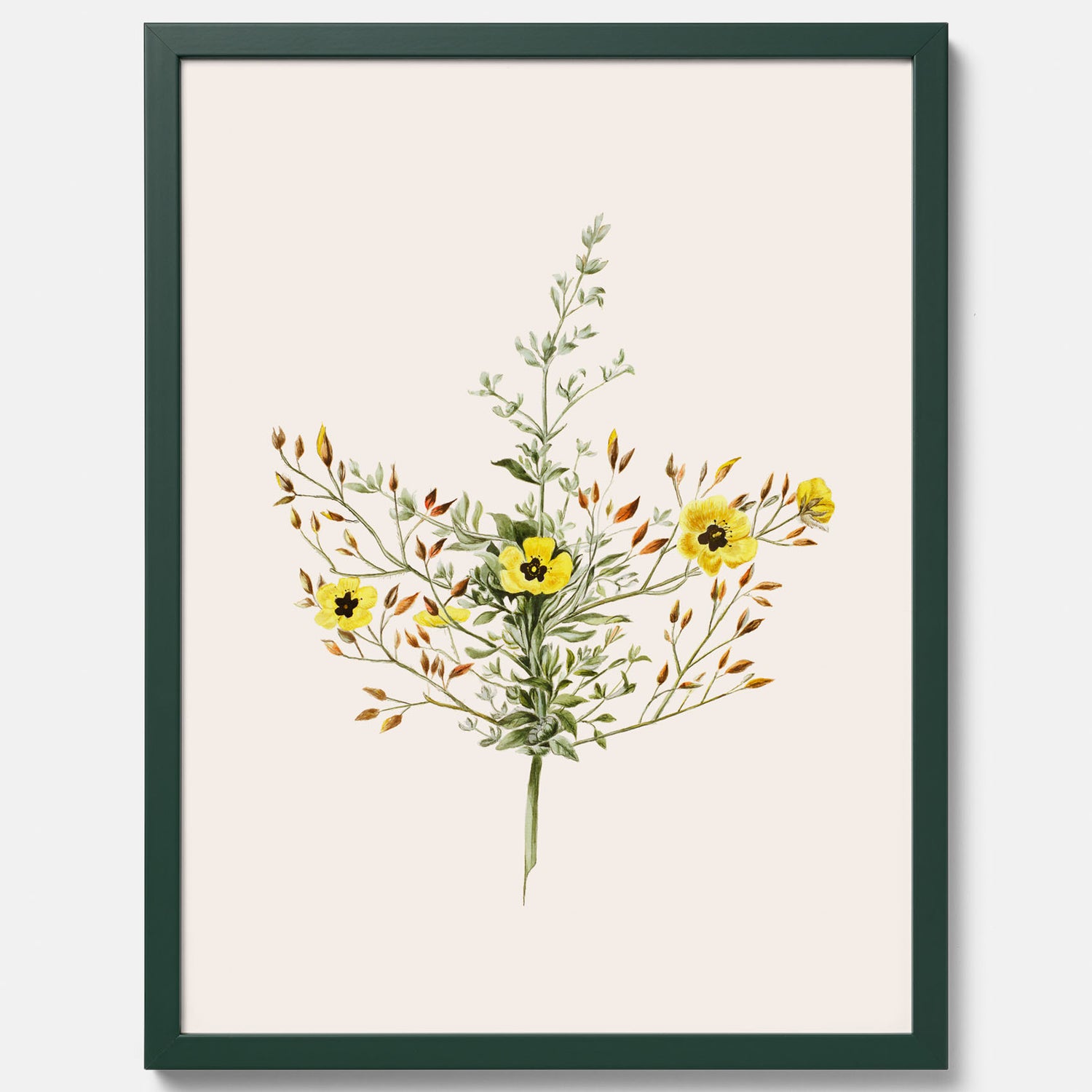 Vintageposter med en botanisk illustration föreställande nejlikglim, även kallad &