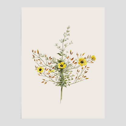 Vintageposter med en botanisk illustration föreställande nejlikglim, även kallad &