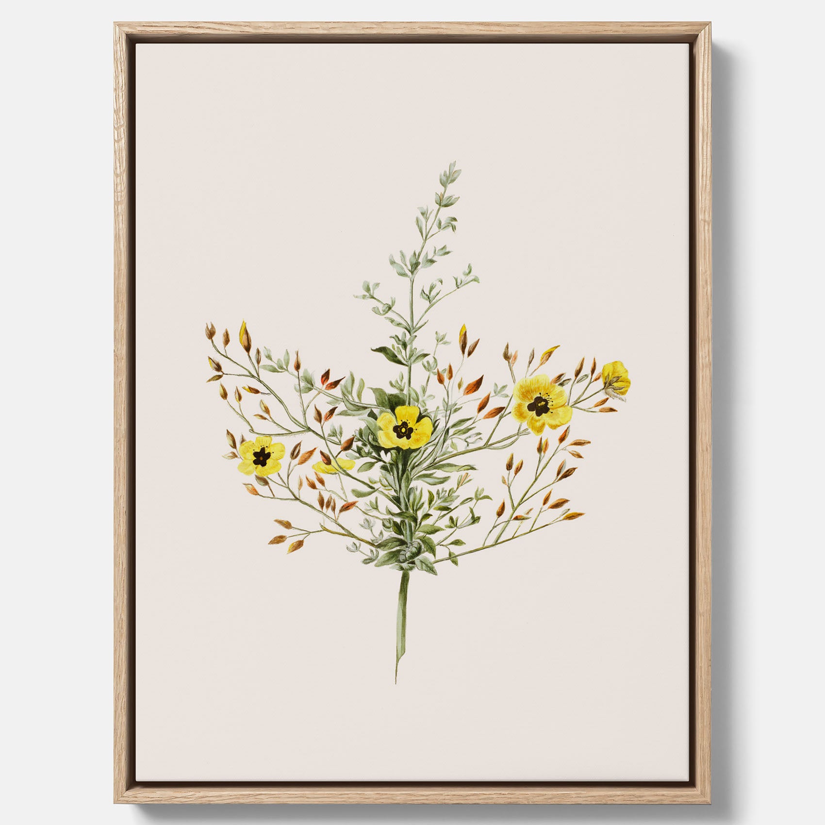 Vintageprint på canvas med en botanisk illustration föreställande nejlikglim, även kallad &