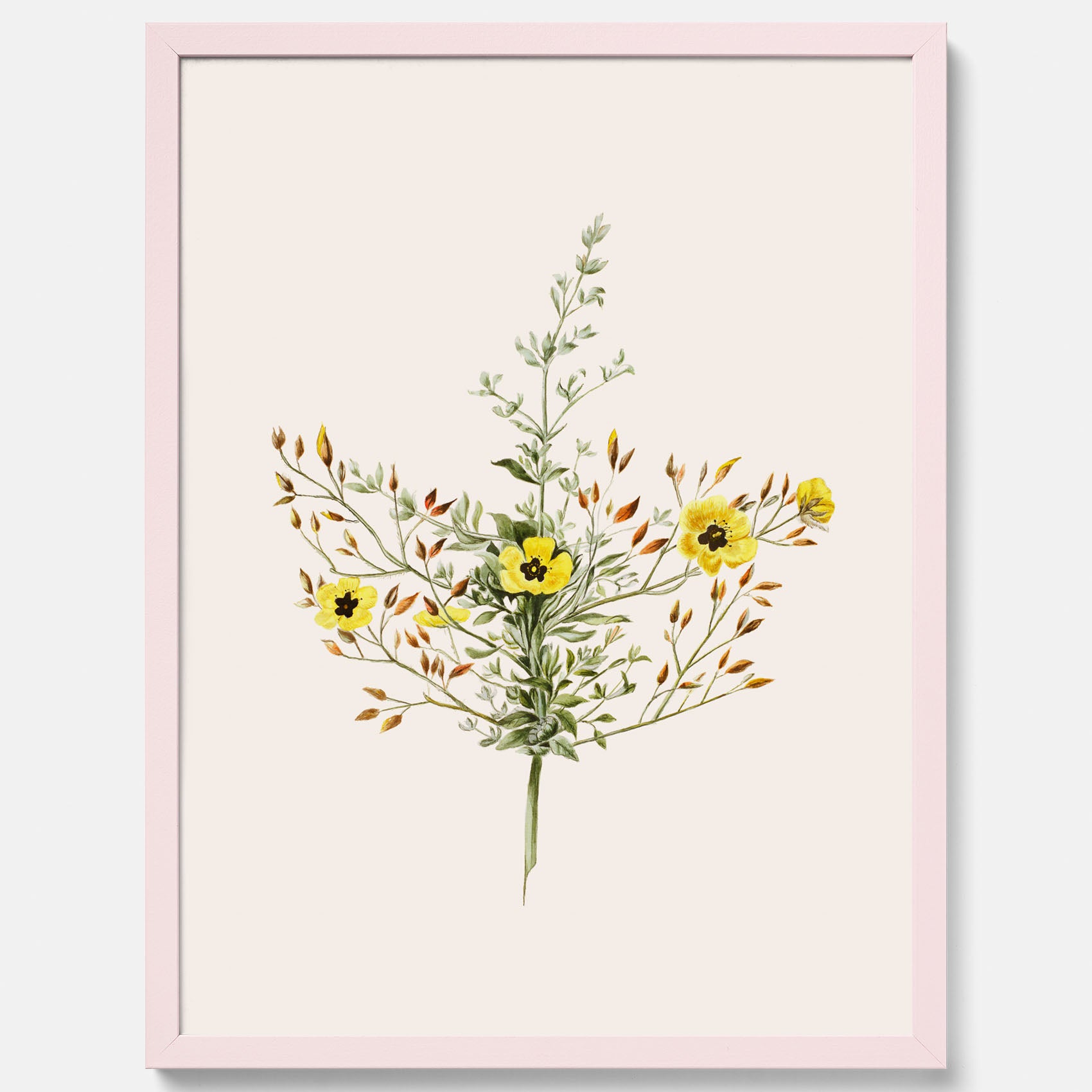 Vintageposter med en botanisk illustration föreställande nejlikglim, även kallad &