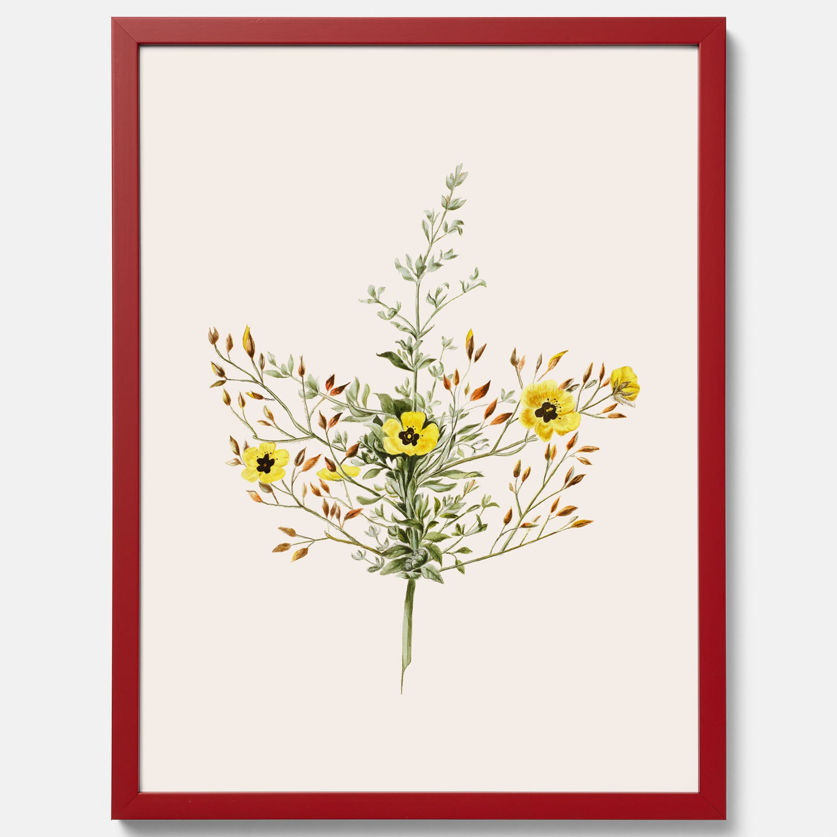Vintageposter med en botanisk illustration föreställande nejlikglim, även kallad &