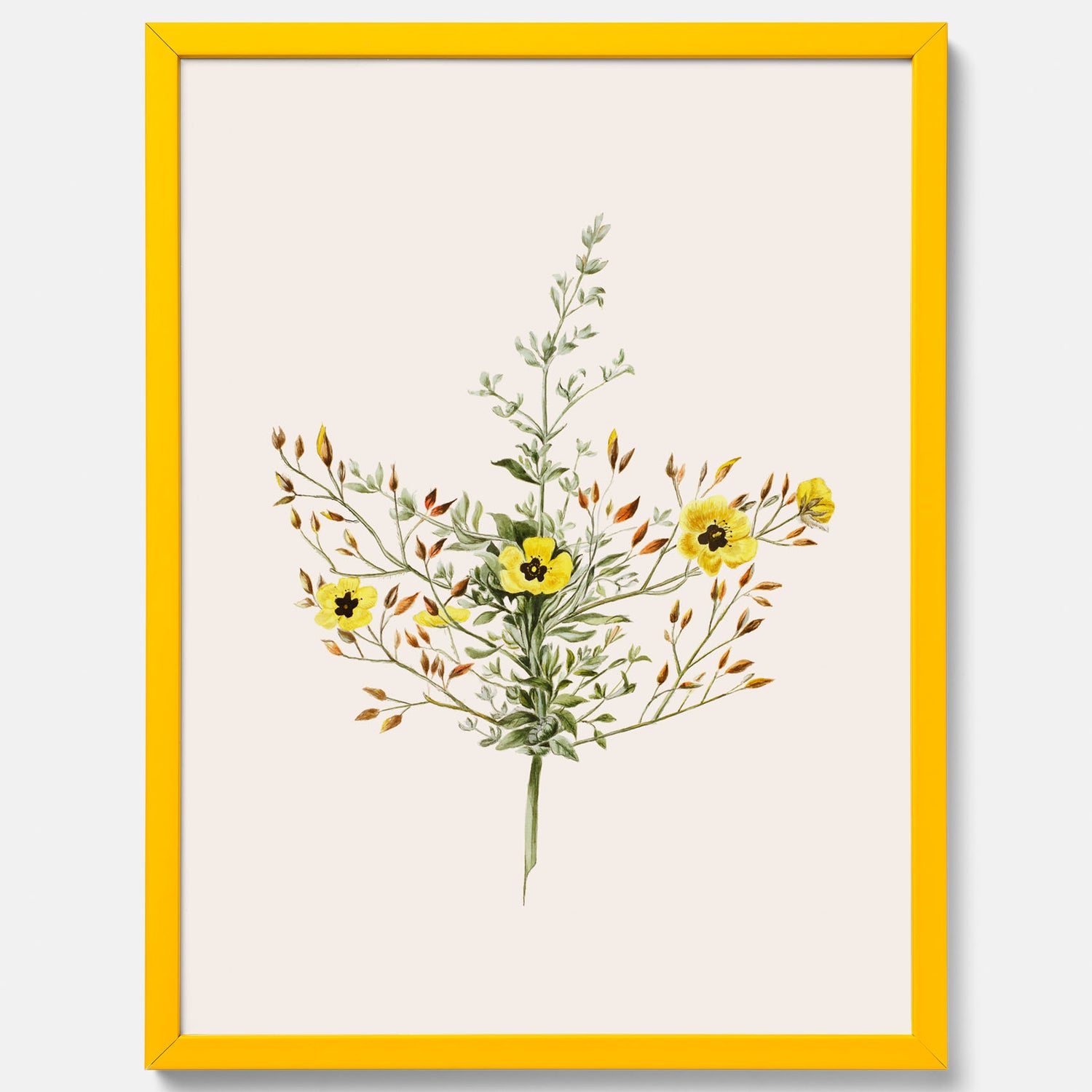 Vintageposter med en botanisk illustration föreställande nejlikglim, även kallad &