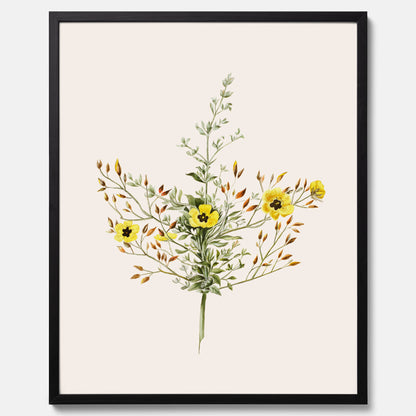 Vintageposter med en botanisk illustration föreställande nejlikglim, även kallad &