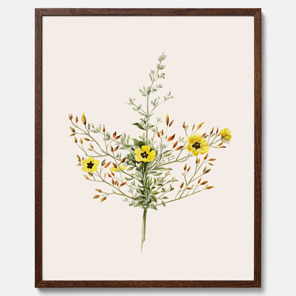 Vintageposter med en botanisk illustration föreställande nejlikglim, även kallad &