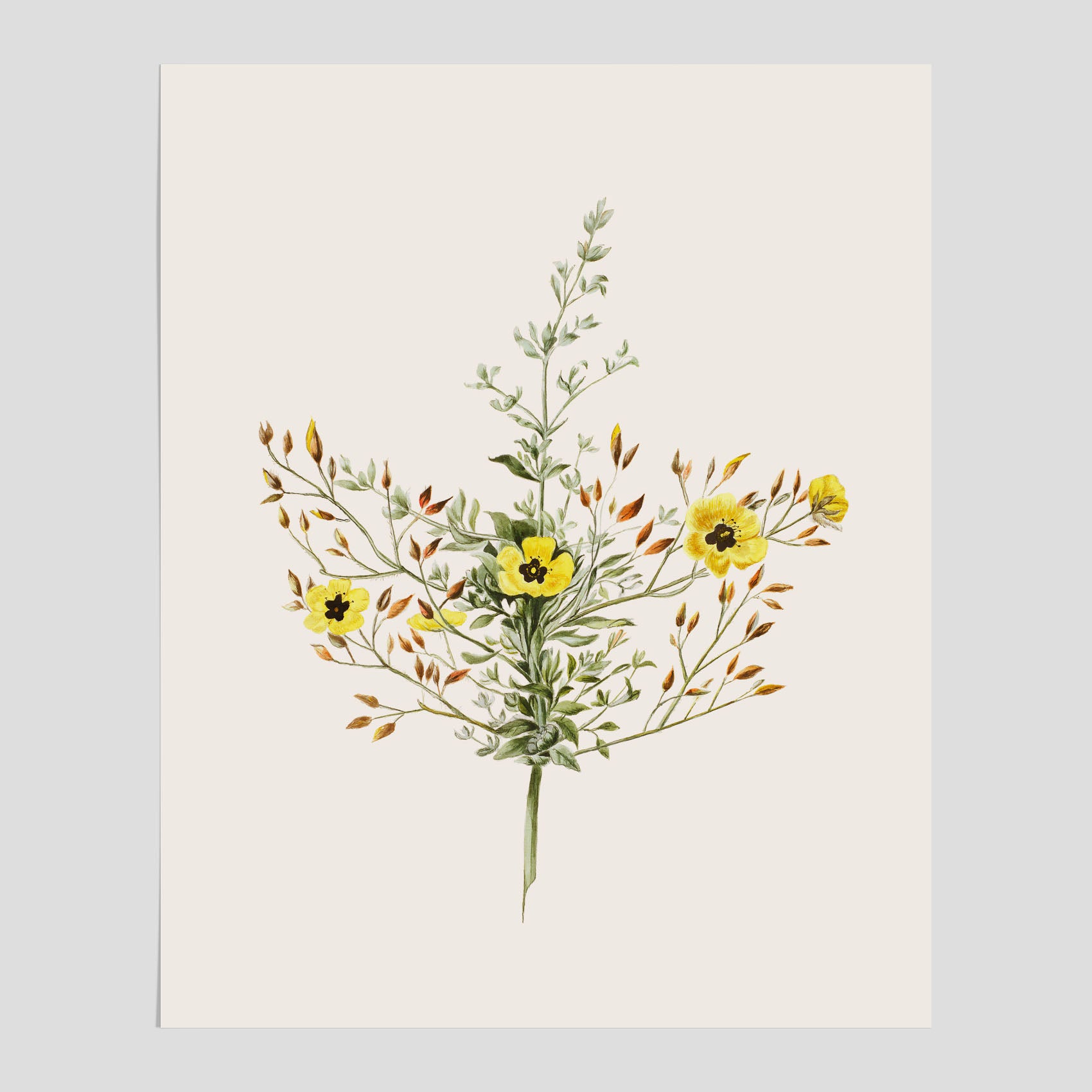 Vintageposter med en botanisk illustration föreställande nejlikglim, även kallad &