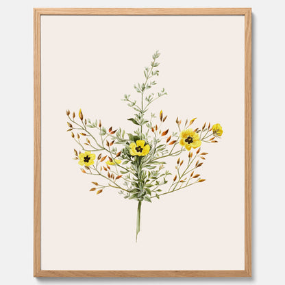 Vintageposter med en botanisk illustration föreställande nejlikglim, även kallad &