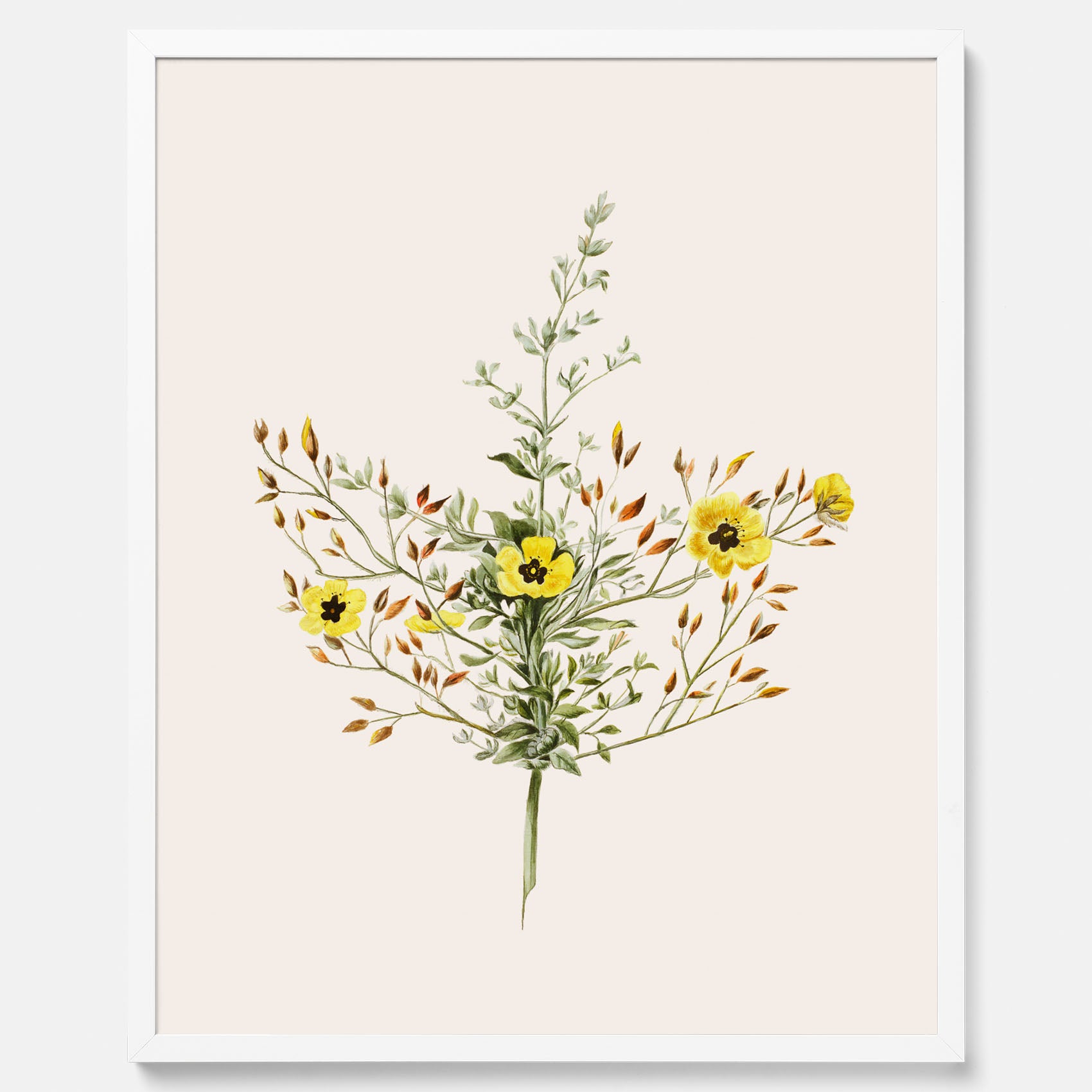 Vintageposter med en botanisk illustration föreställande nejlikglim, även kallad &
