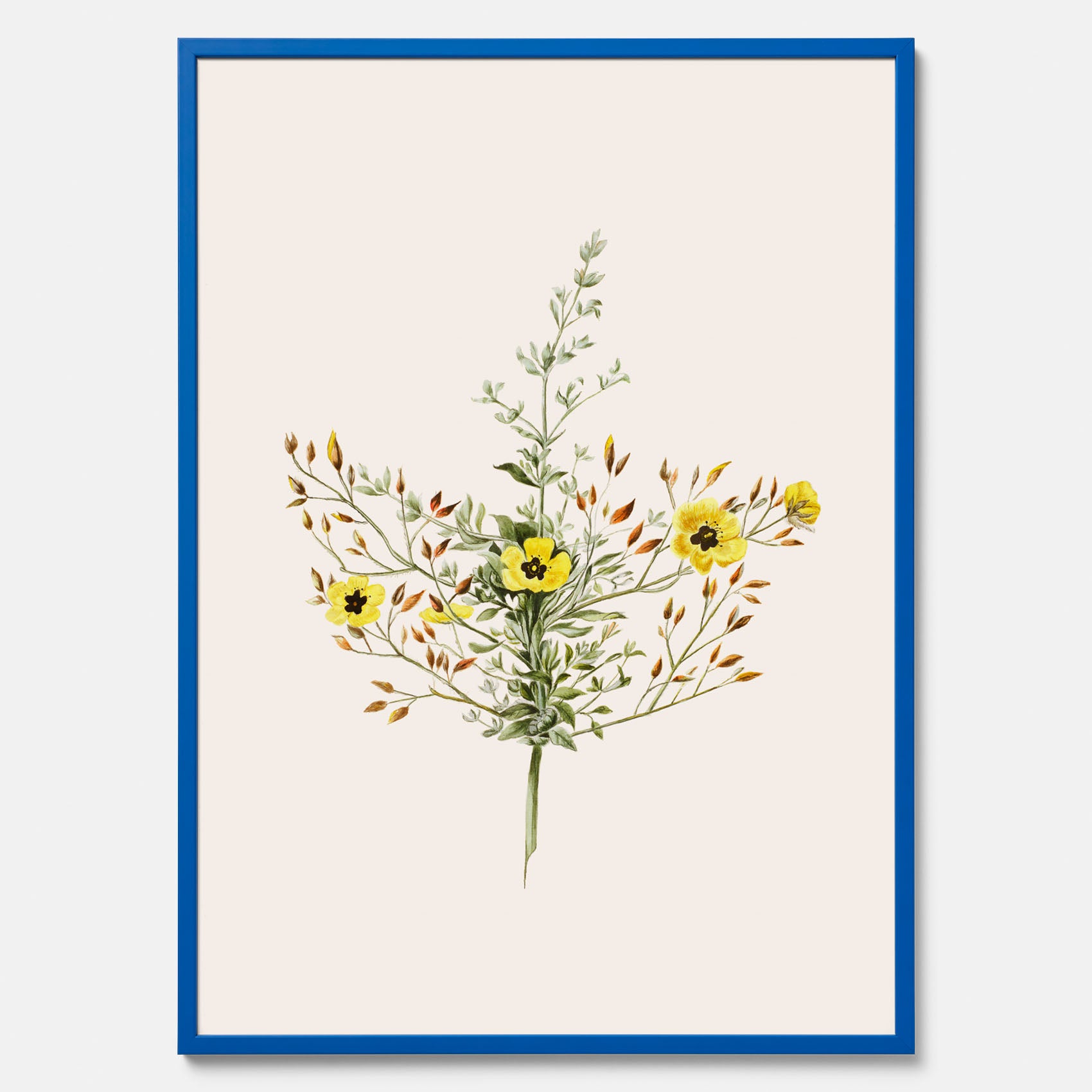 Vintageposter med en botanisk illustration föreställande nejlikglim, även kallad &