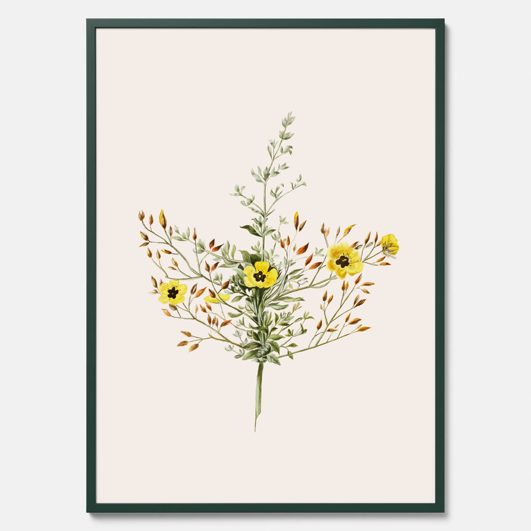 Vintageposter med en botanisk illustration föreställande nejlikglim, även kallad &