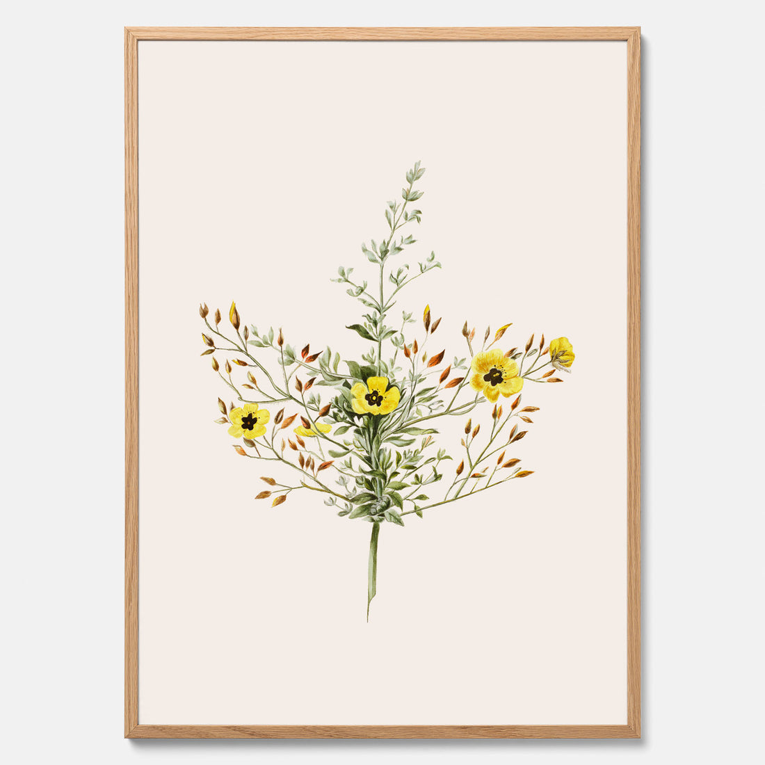 Vintageposter med en botanisk illustration föreställande nejlikglim, även kallad &