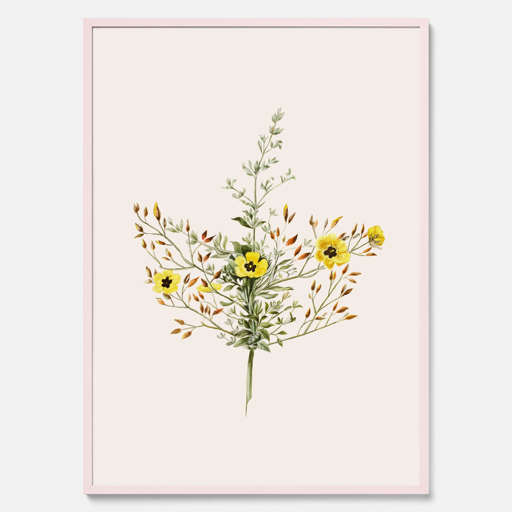 Vintageposter med en botanisk illustration föreställande nejlikglim, även kallad &