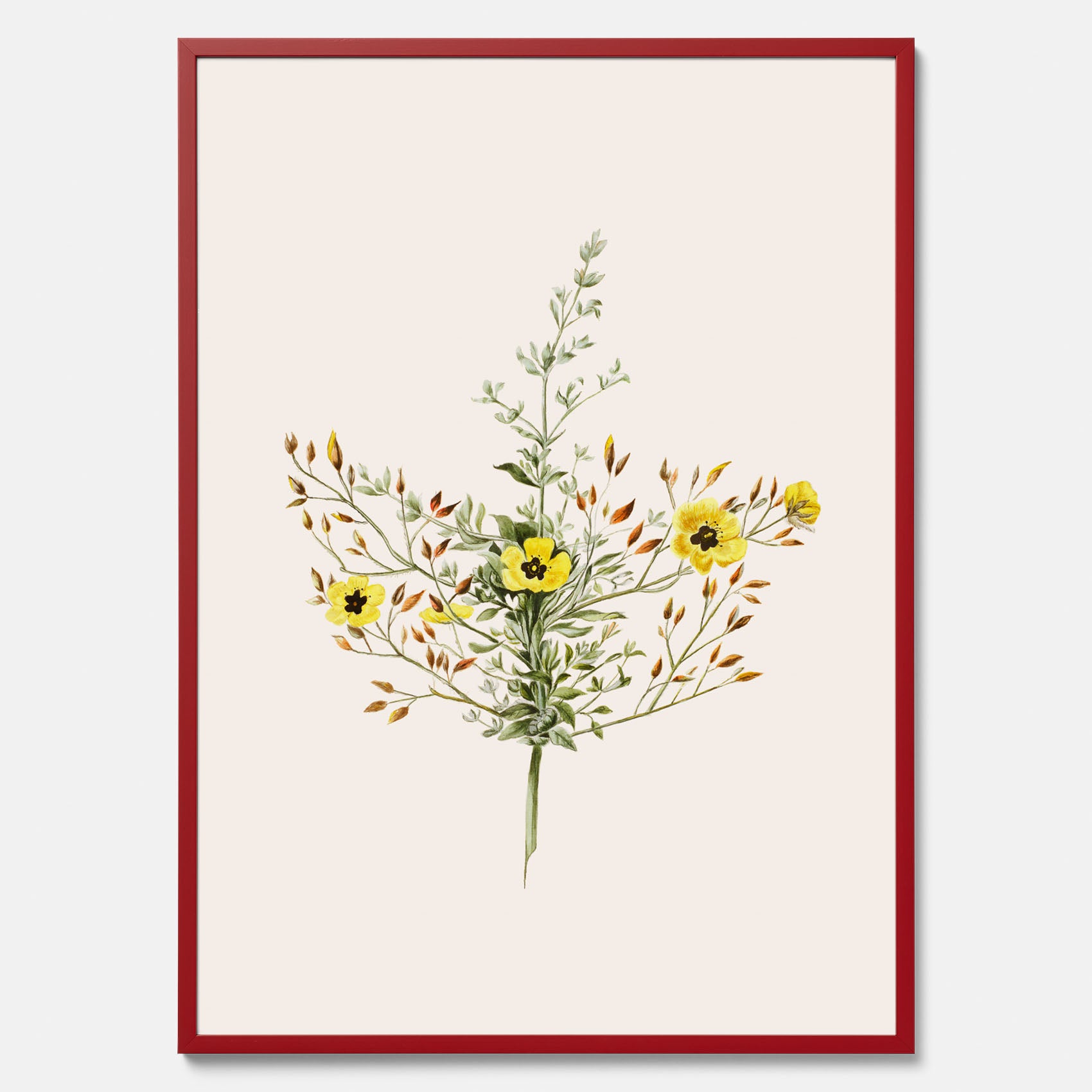 Vintageposter med en botanisk illustration föreställande nejlikglim, även kallad &
