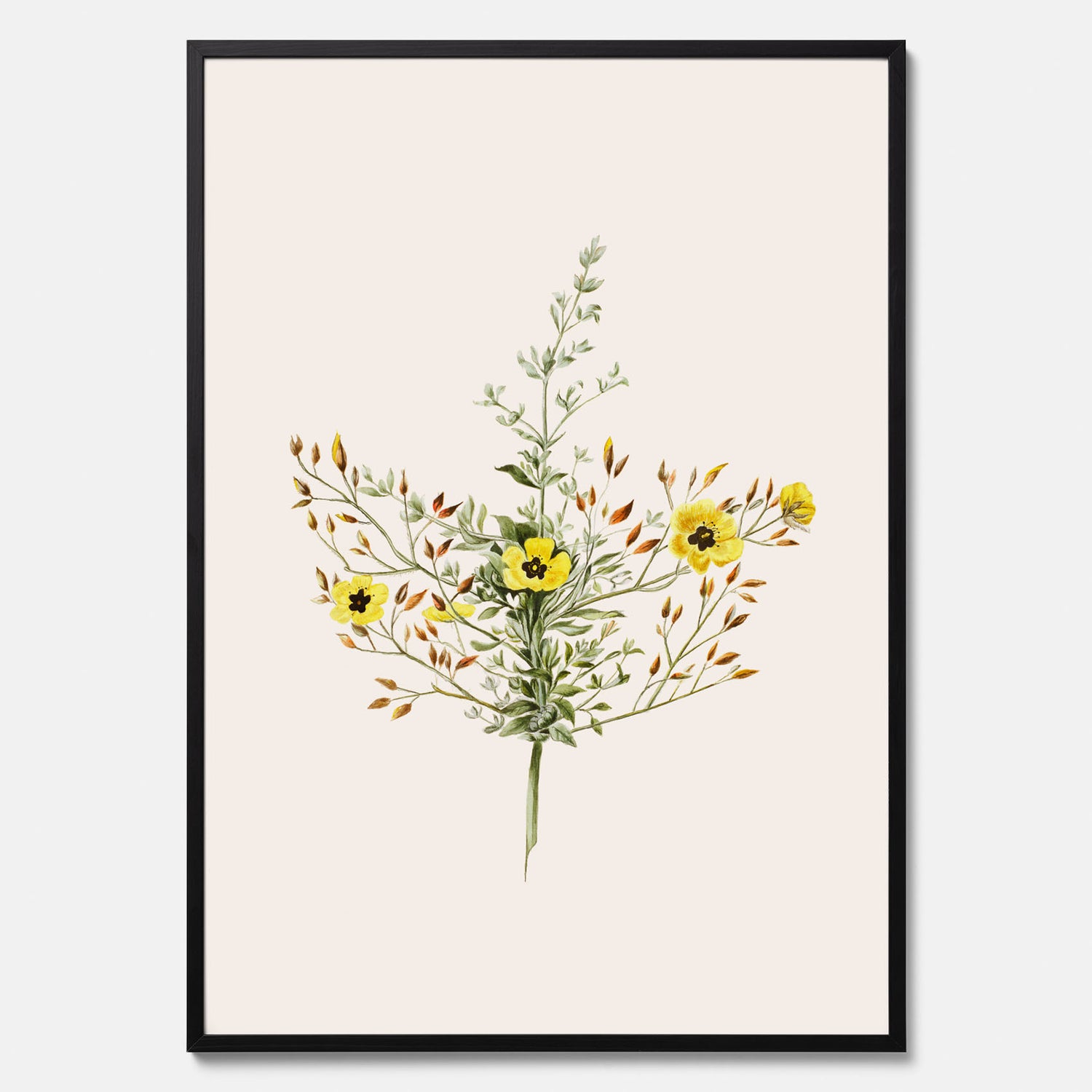Vintageposter med en botanisk illustration föreställande nejlikglim, även kallad &