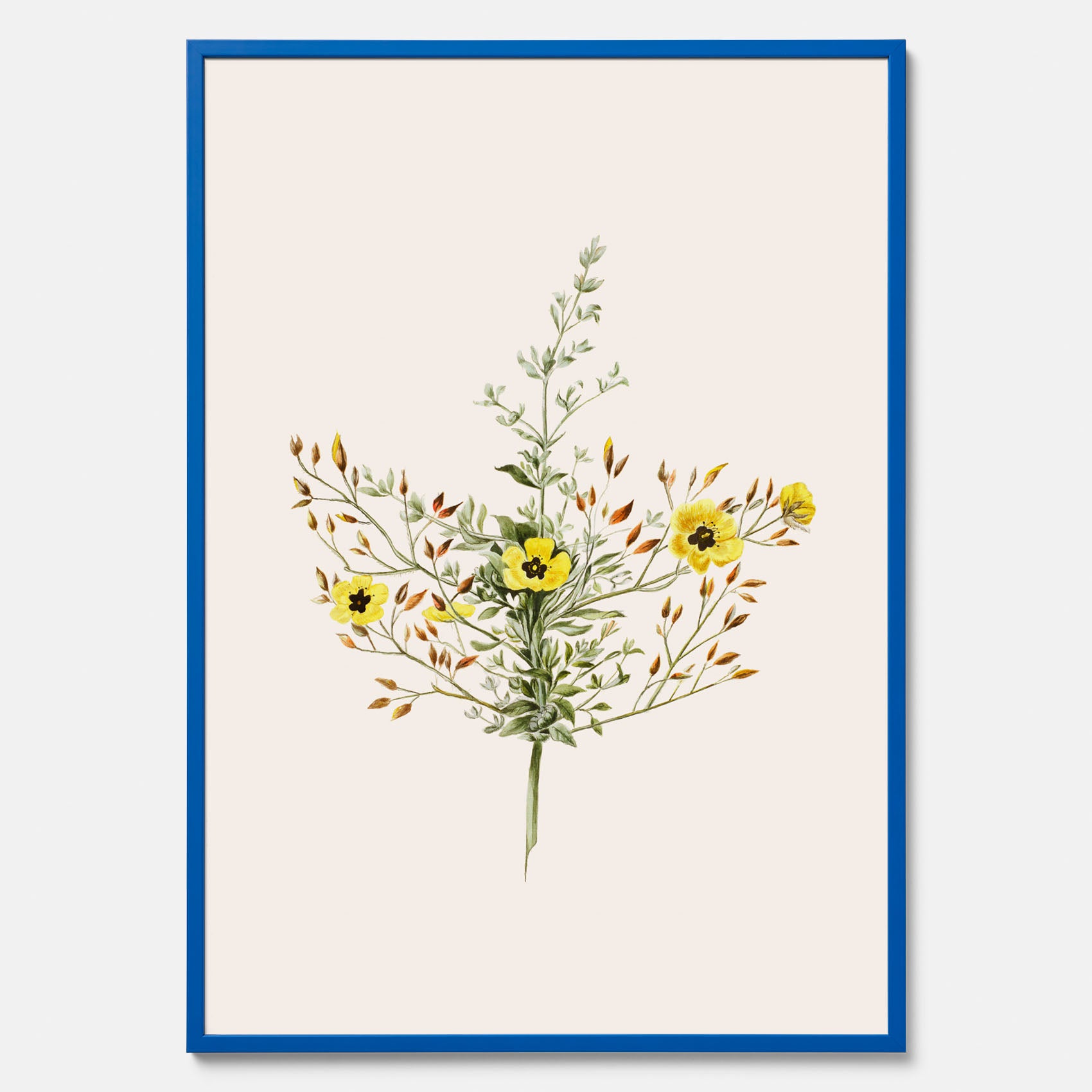 Vintageposter med en botanisk illustration föreställande nejlikglim, även kallad &