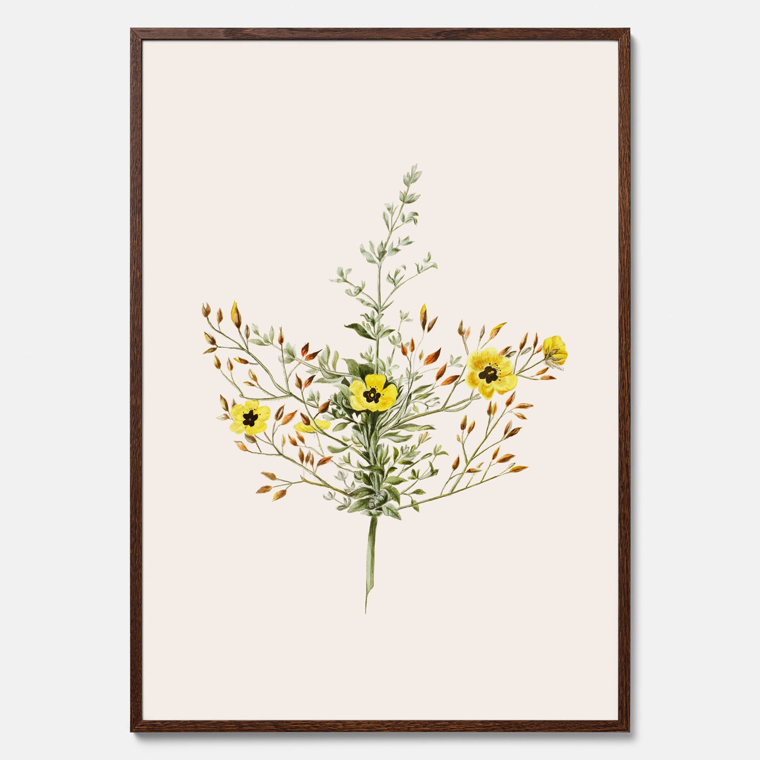 Vintageposter med en botanisk illustration föreställande nejlikglim, även kallad &