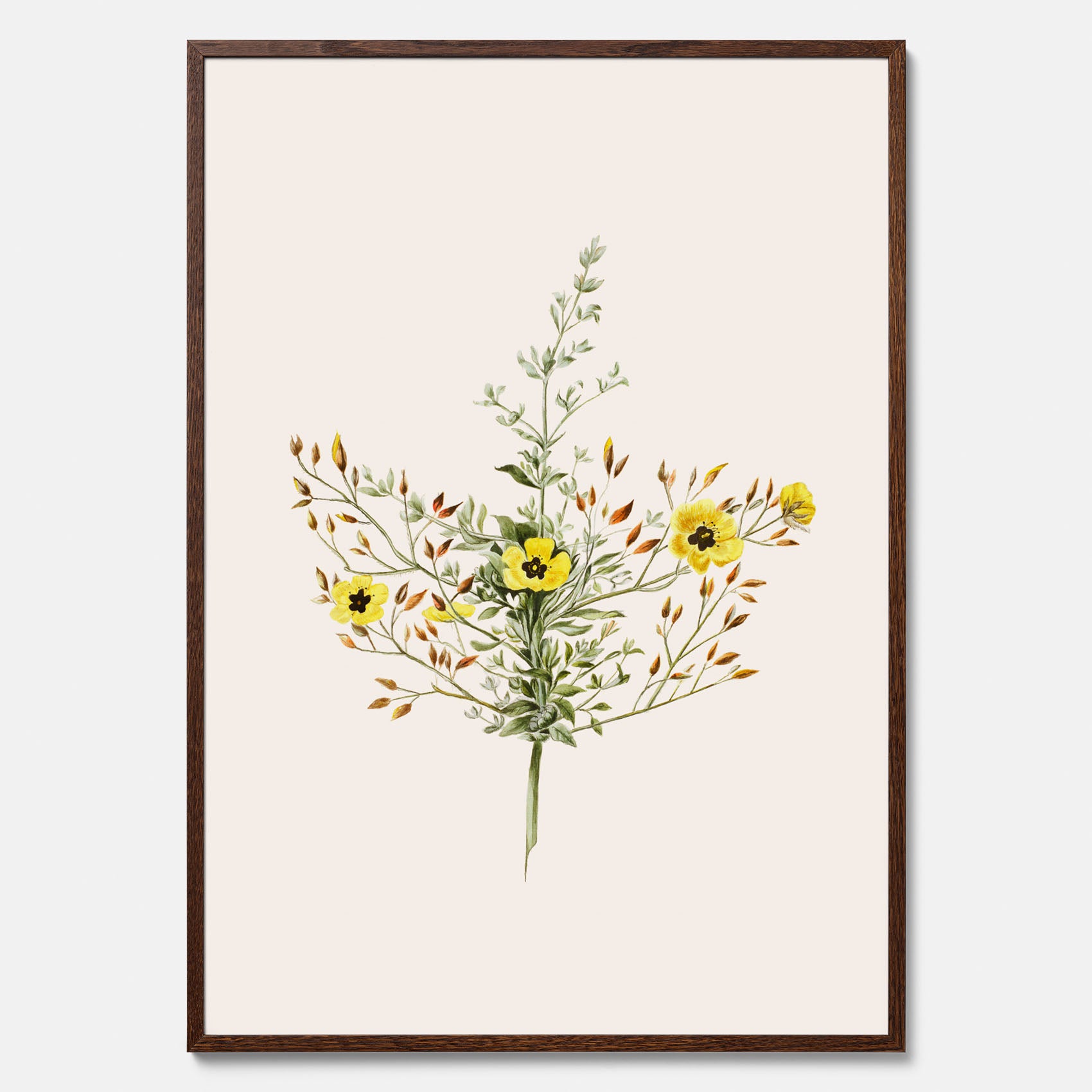 Vintageposter med en botanisk illustration föreställande nejlikglim, även kallad &