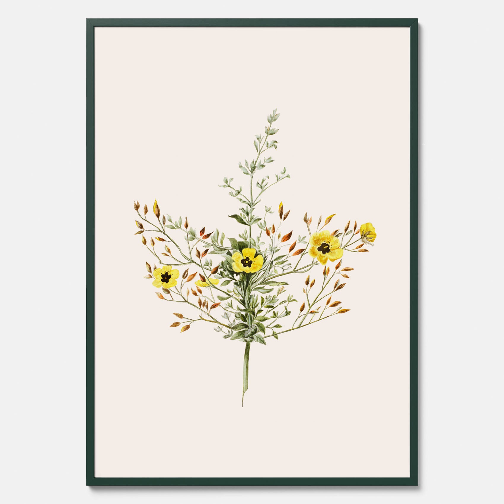 Vintageposter med en botanisk illustration föreställande nejlikglim, även kallad &