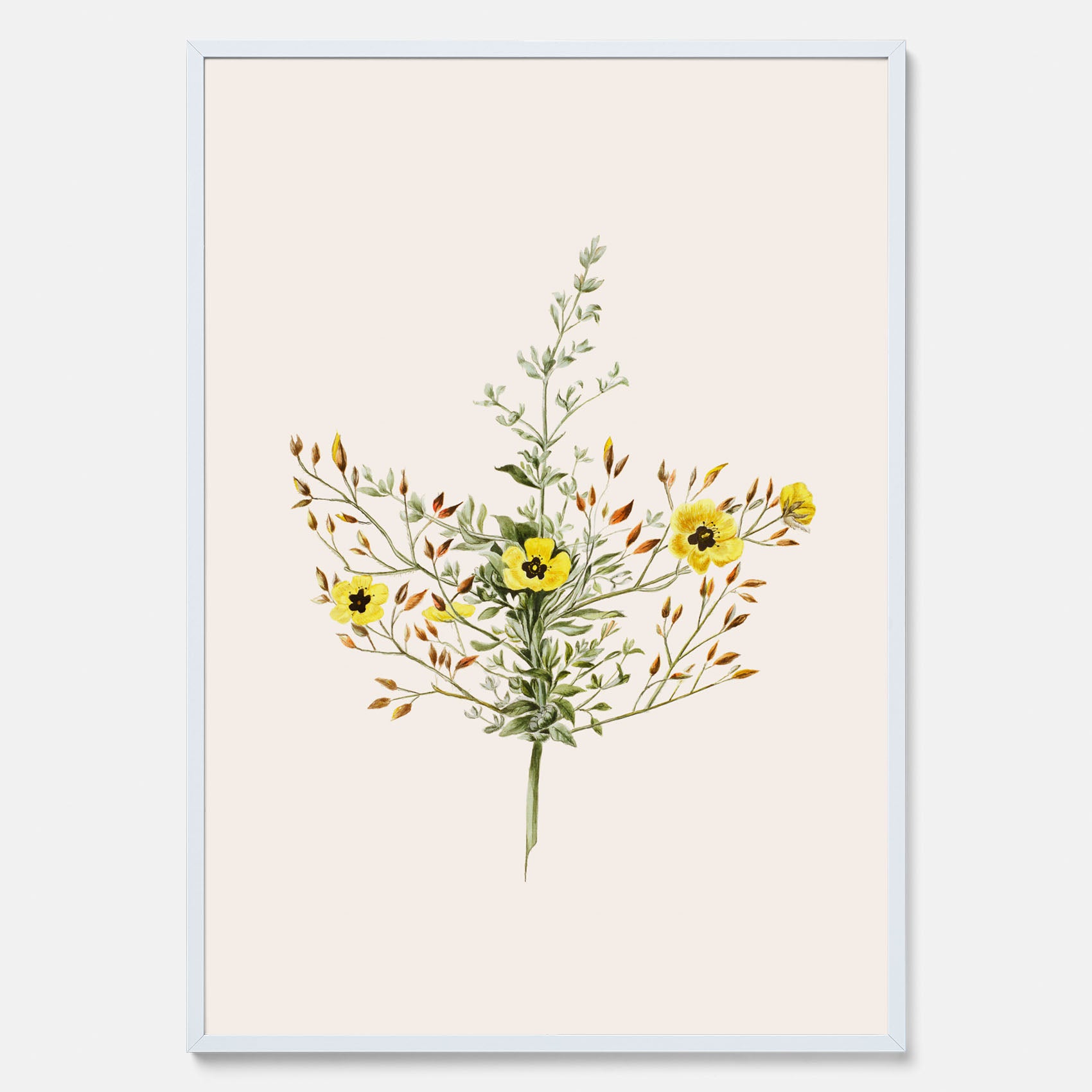 Vintageposter med en botanisk illustration föreställande nejlikglim, även kallad &