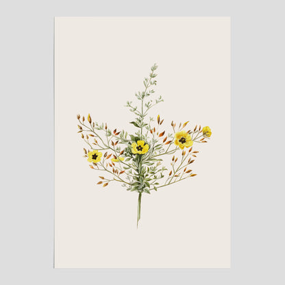Vintageposter med en botanisk illustration föreställande nejlikglim, även kallad &