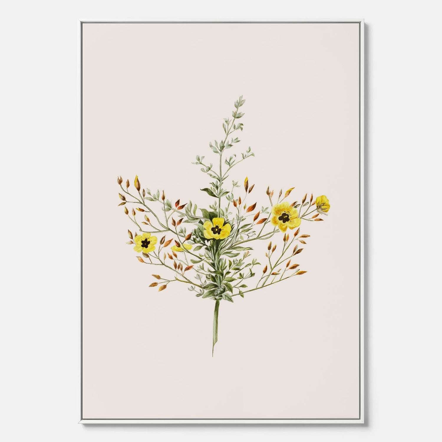 Vintageprint på canvas med en botanisk illustration föreställande nejlikglim, även kallad &