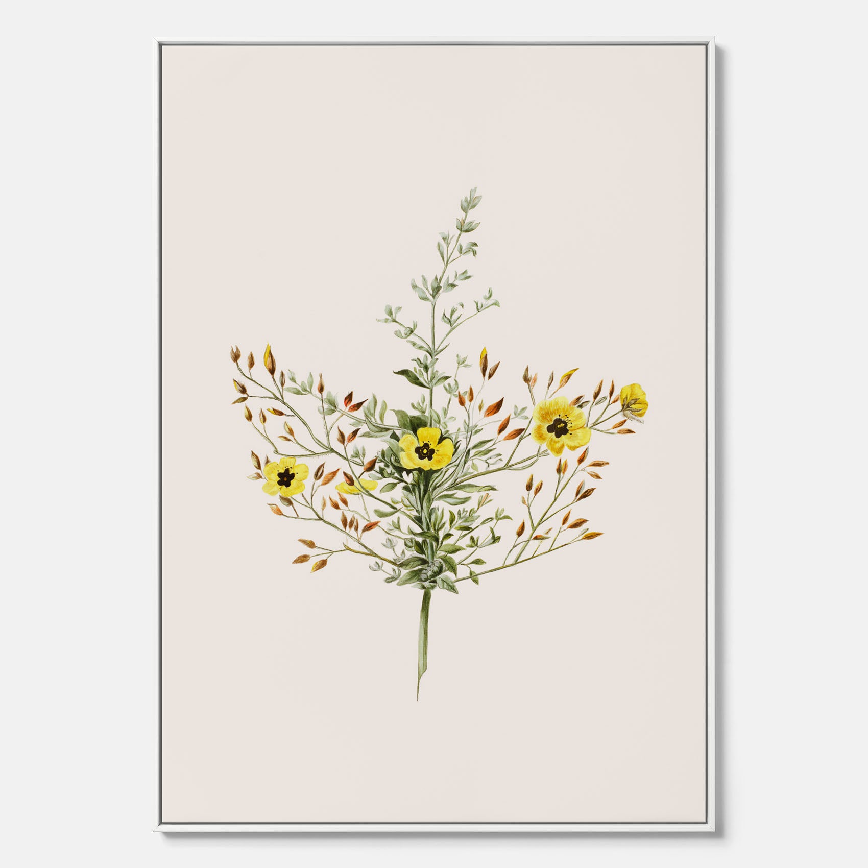 Vintageprint på canvas med en botanisk illustration föreställande nejlikglim, även kallad &