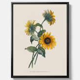 Kökstavla med Solros canvas – Botanisk poster, vintage, tavla till kök, köksposter, poster till kök